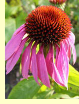 Эхинацея пурпурная (рудбекия пурпурная) (Echinacea purpurea Moench) Эхинацея пурпурная (рудбекия пурпурная) (Echinacea purpurea Moench)
